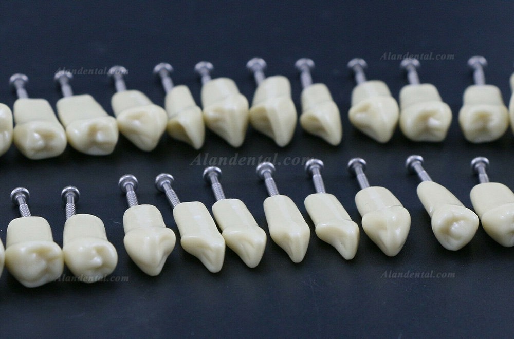 Dental Typodont M8021/M8022 28/32Pcs Replacement Teeth Compatible Frasaco AG3/ANA-4